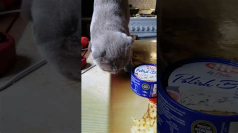 It is best to eat this kind of cheese fresh, and if you would like to add an exotic touch, you can combine it with some fruit and vegetables. cat eat cheese - YouTube