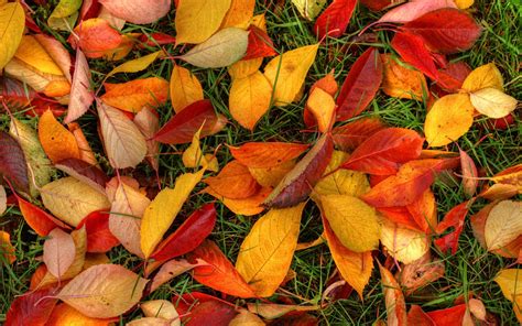 1920x1200 Latest Autumn Leaves 1080p Resolution Hd 4k Wallpapers