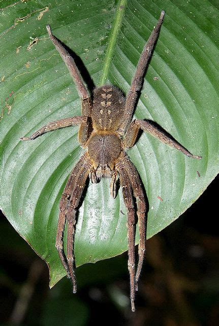 Brazilian Wandering Spider Potentially The Worlds Most Venomous