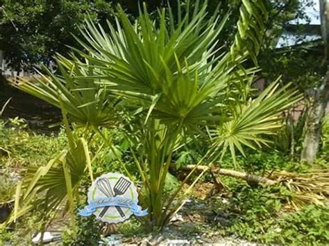 .jatuh dari suatu ketinggian.kecepatab buah kelapa pada ketinggian 6 m dari tanah mencapai 10m/s.jika percepatan gravitasi bumi 10m/s(kuadrat),ketinggian awal buah kelapa terhadap tanah. Pokok Kelapa Laut