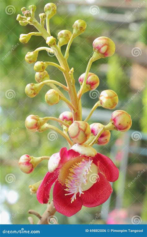 Cannonball Tree Or Sal Tree Stock Photo Image Of Bright Park 69882006