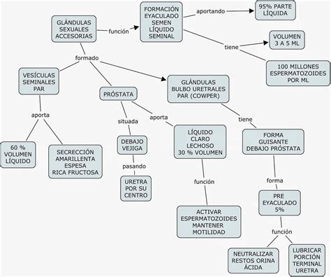 Mapas Conceptuales Sistema Reproductor Masculino Concept Map Of The