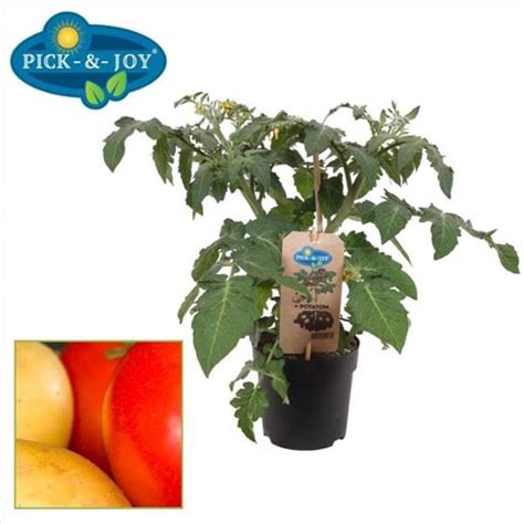 Potatom Tomate Greff E Sur Pomme De Terre Pot P Cm Original Et