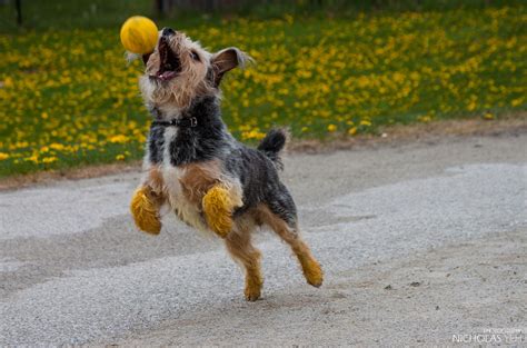 Dog Catching Ball Nicholas Yeh Flickr
