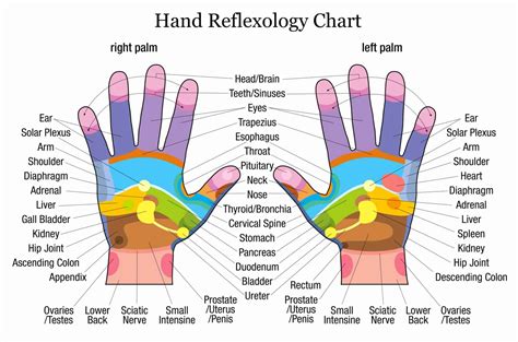 30 Hand And Foot Reflexology Chart Example Document Template