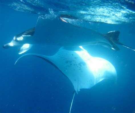 Manta Rays In A Swirling Mating Ritual Great Barrier Reef Manta Ray