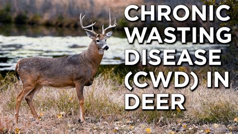 Chronic Wasting Disease Cwd In Whitetail Deer What Is It And How