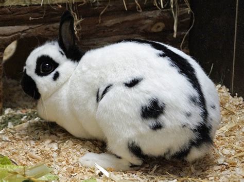 Bereichspatenschaft Kleintiere Tierschutz Halle Ev