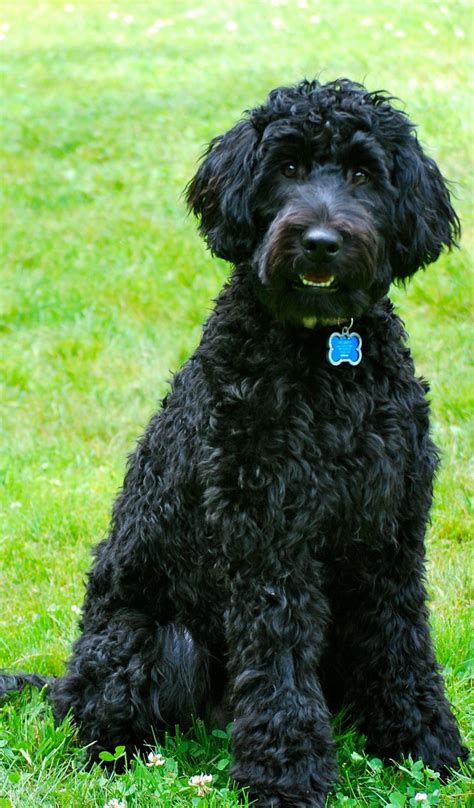 Barbet Top 10 Dog Breeds Cute Dogs Breeds Labradoodle Dogs
