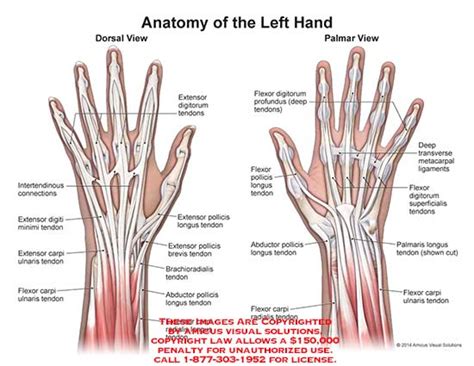 Anatomy Of The Left Hand