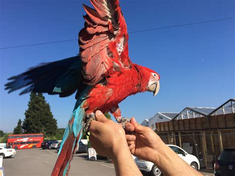 Parrots And Exotic Birds For Sale Available Birds