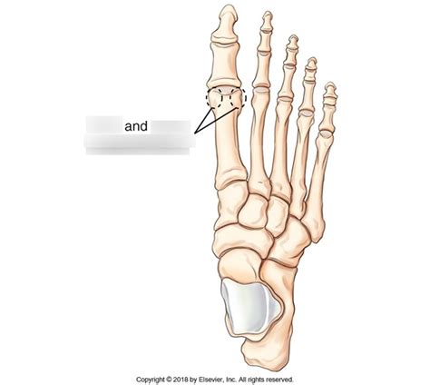 Diagram Sesamoid Bones Of The Foot Anatomy Diagram Quizlet