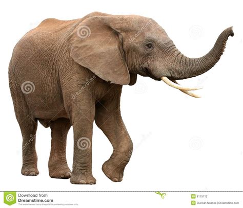 Elefante Africano Aislado En Blanco Foto De Archivo Imagen De Gris