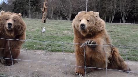 Grizzly Bear Waves To Camera Cute Kodiak Bear Youtube