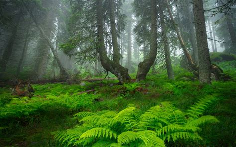 Download Fog Forest Nature Fern Hd Wallpaper