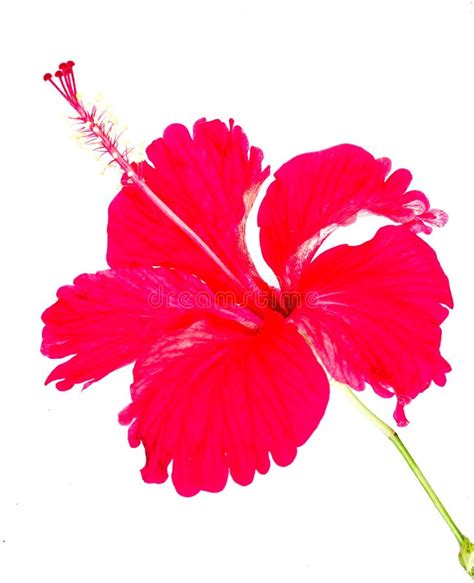 Red Hibiscus Flower Petals Stock Photo Image Of Flower 46836800