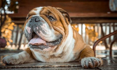 The supplemental protein is beneficial because no matter how nutritious, most dog foods fall short of an appropriate amount of protein. Best Dog Food For Bulldogs - Dog Food Haven