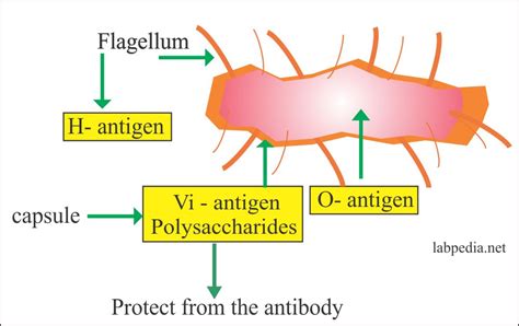Enteric Fever Part 1 Typhoid Fever Enteric Fever Salmonella Typhi