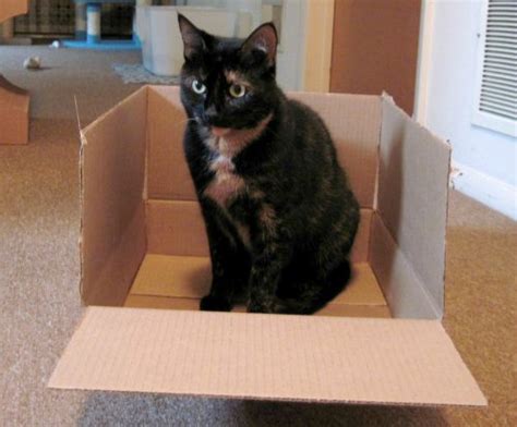 Why Do Cats Love Boxes So Much The Conscious Cat