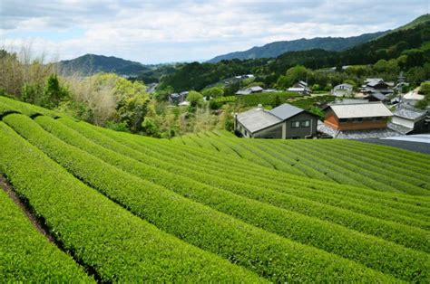 Wazuka Tea Farm Kyotos Hidden Teatopia Japan Web Magazine