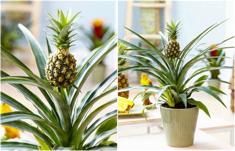 Ornamental Pineapples Florist With Flowers