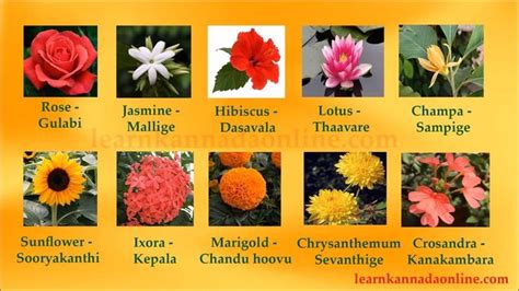 They become your real teachers. Awesome Flowers Name In English With Kannada Meaning And ...