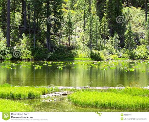 Lake With Lily Pads Stock Photos Image 10601773