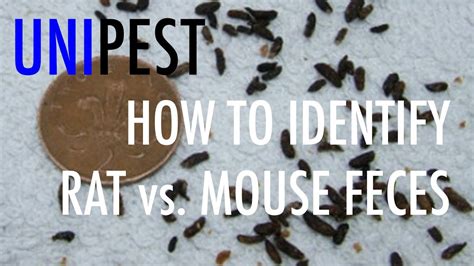 How To Identify Rat Vs Mouse Feces Unipest Diy Pest Control In Santa