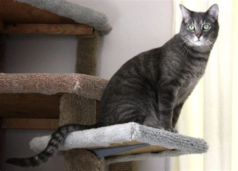 8 Fascinating Facts About Black Tabby Cats With Pictures Excitedcats