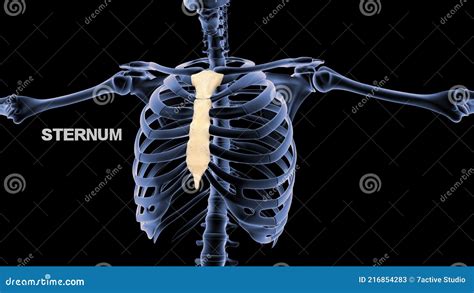 Human Chest Bone Sternum Or Breastbone Stock Illustration