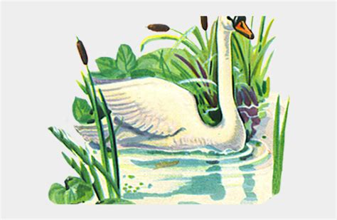 Swan Clipart Coloring Page Trumpeter Swan Cliparts