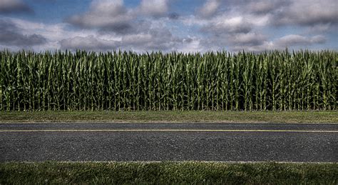 Corn Along The Road Dan Routh Photography
