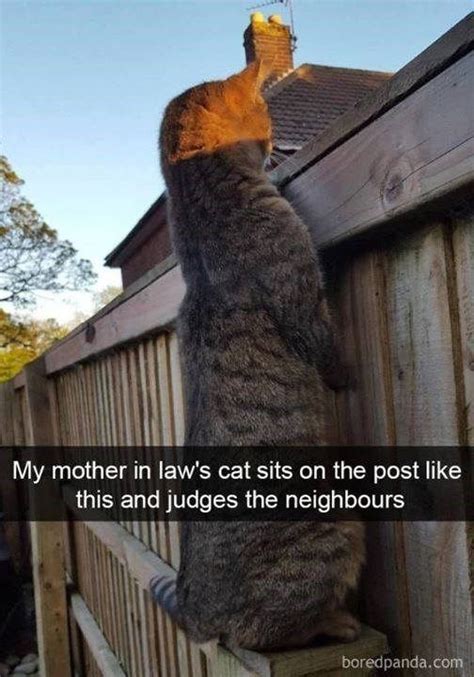 Judgemental Cat Funny Cat Pictures Funny Animal Memes Funny Animal