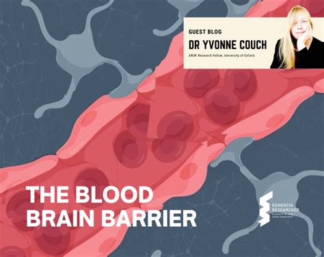 Blog The Blood Brain Barrier DEMENTIA RESEARCHER
