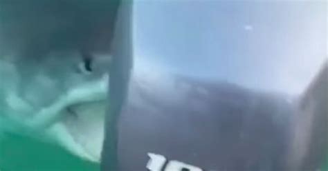 great white shark lunges at boat as man yells he s gonna bite ma motor daily star