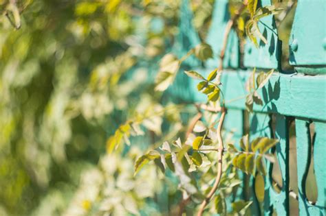Wallpaper 1920x1280 Px Bokeh Branch Fence Green Leaves Nature