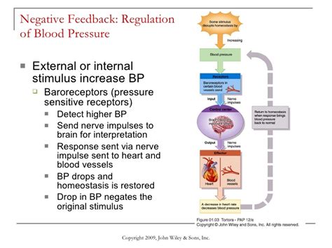Negative feedback is used to describe the act of reversing any discrepancy between desired and some biological systems exhibit negative feedback such as the baroreflex in blood pressure regulation and erythropoiesis. Introduction to Anatomy & Physiology