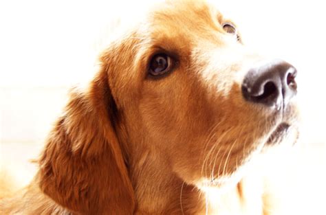 Top 4 Golden Retriever Health Problems Furbo Dog Camera
