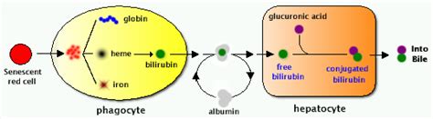Unconjugated bilirubin as a possible. Biliary Excretion of Waste Products: Elimination of Bilirubin