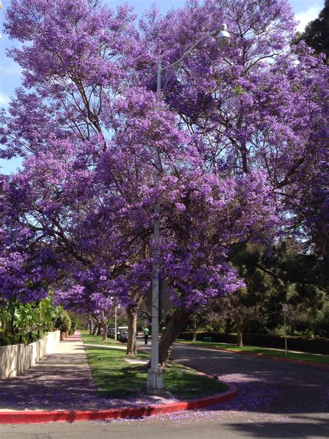 San Diego Trees With Purple Flowers Brady Wilkes