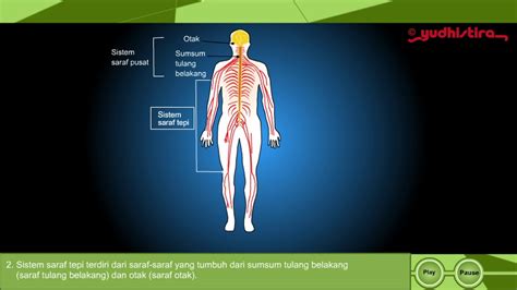 Mempelajari Sistem Saraf Pada Manusia YouTube