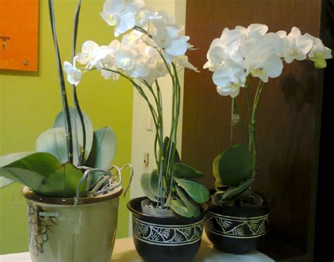 Ada banyak jenis tanaman hias yang bisa hidup di dalam ruangan mulai dari ruang tamu, kamar tidur, bahkan kamar mandi untuk mendapat kesan natural. Tanaman Hias dalam Ruangan Rumah yang Cantik dan ...