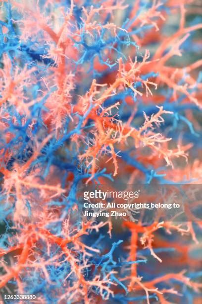 Skin Blood Vessels Photos And Premium High Res Pictures Getty Images