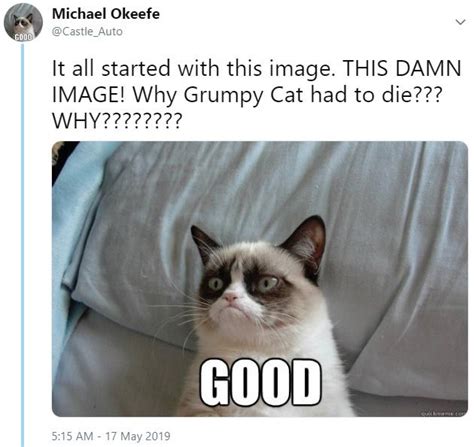Grumpy Cat Know Your Meme