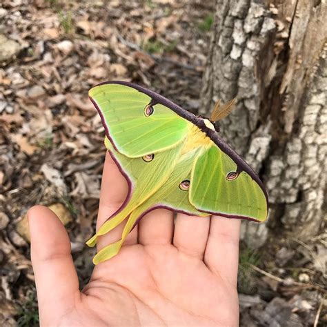 These Magnificent Moths Look Exactly Like Leaves