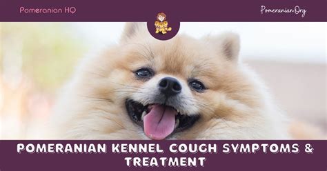 Pomeranian Kennel Cough Symptoms And Treatments