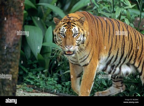 Sumatran Tiger Panthera Tigris Sumatrae Walking In Jungle Stock Photo