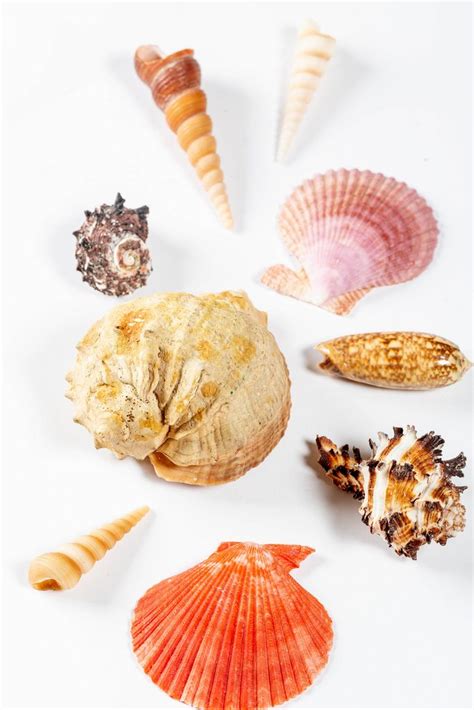 Collection Of Different Seashells On White Background Creative