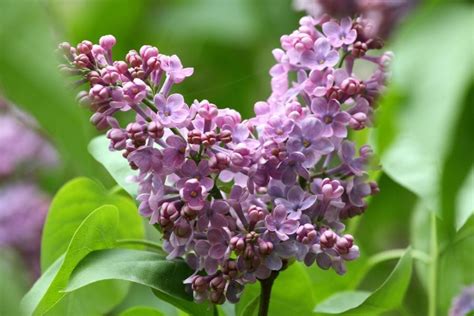 If you follow proper flower care tips including cutting the stems, using flower. How Long Do Lilac Blooms Last? (And How to Make Them Last ...