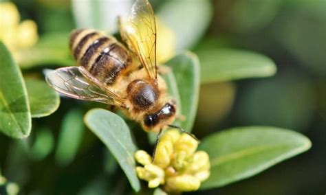 The Different Honey Bee Species Types Of Honey Bees Bee Keeping Bee